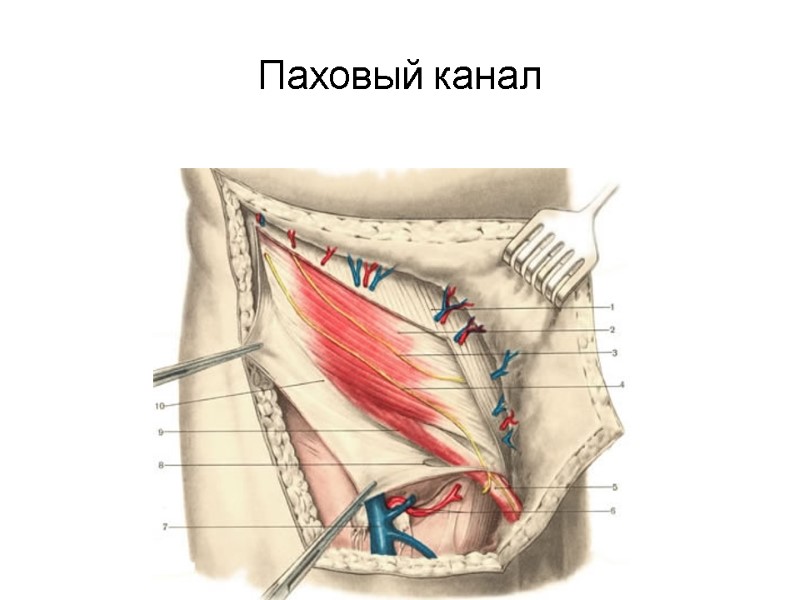 Паховый канал
